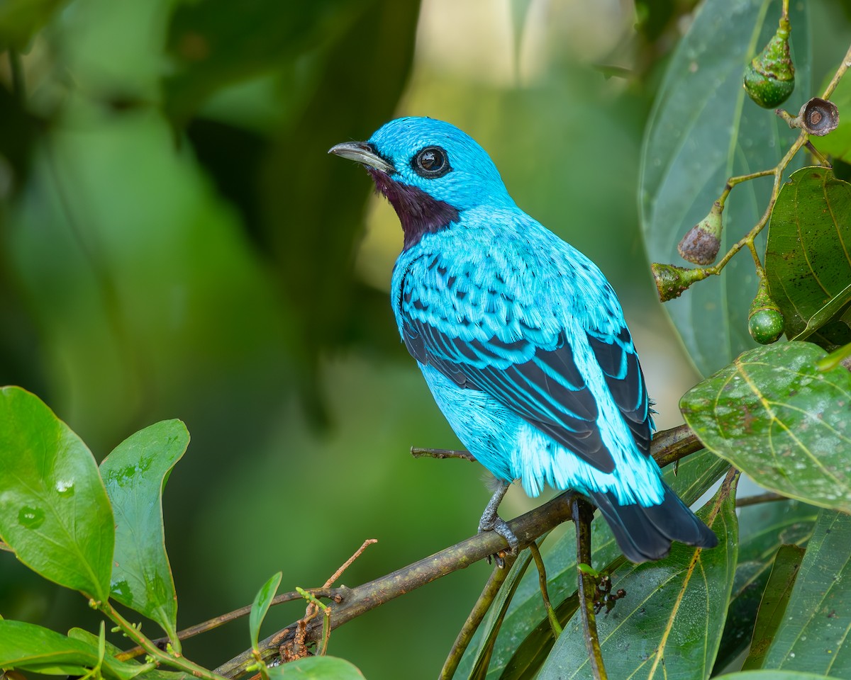 Turquoise Cotinga - ML612910261