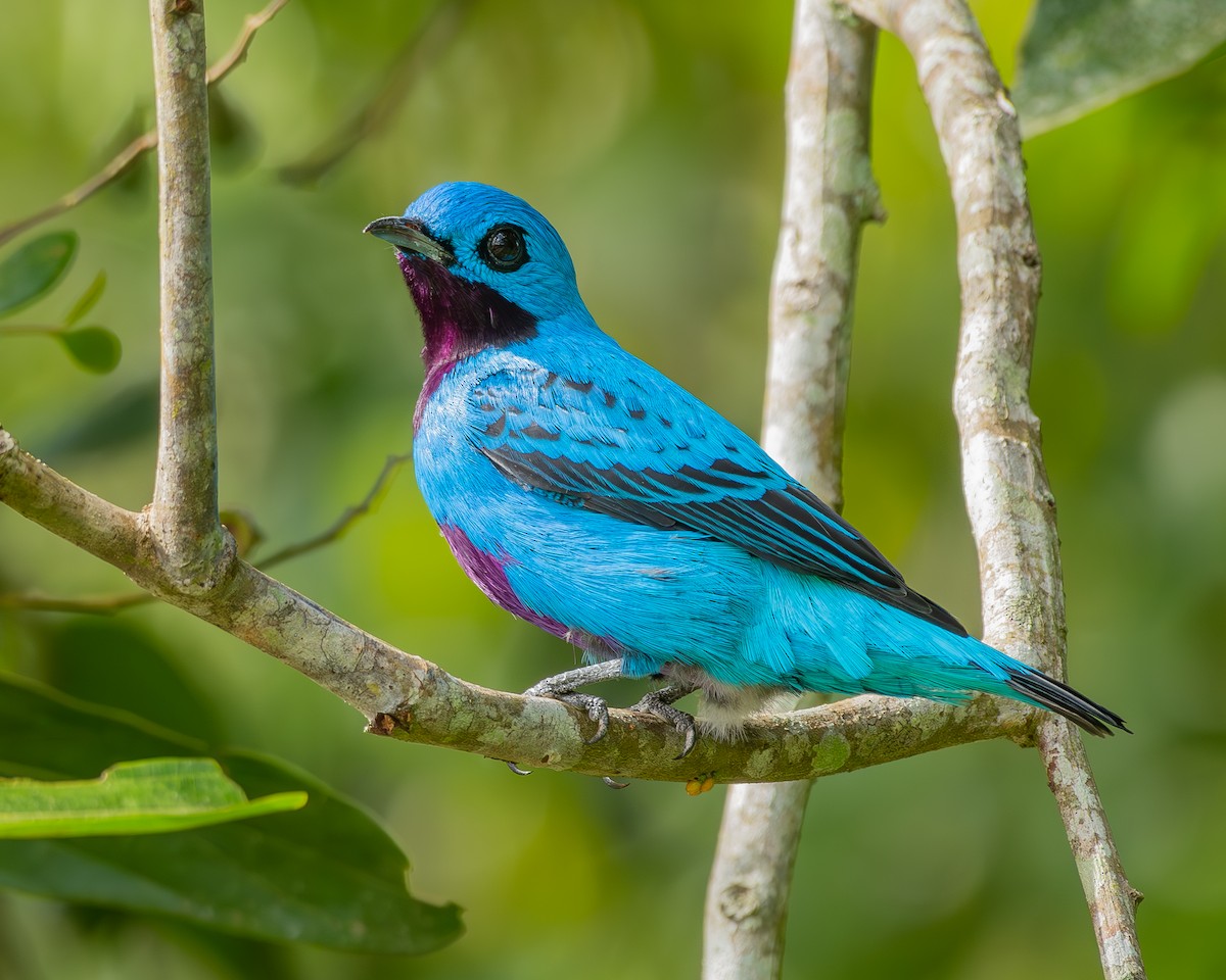 Cotinga Turquesa - ML612910289