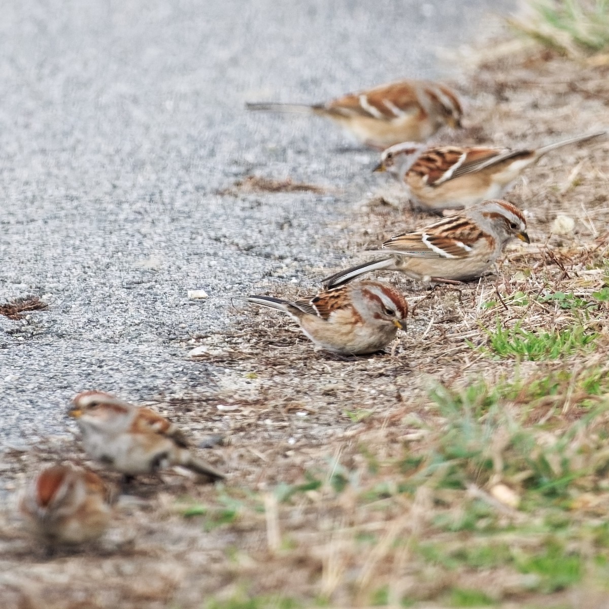 American Tree Sparrow - ML612910325