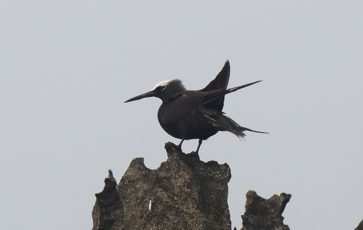 Black Noddy - ML612910333