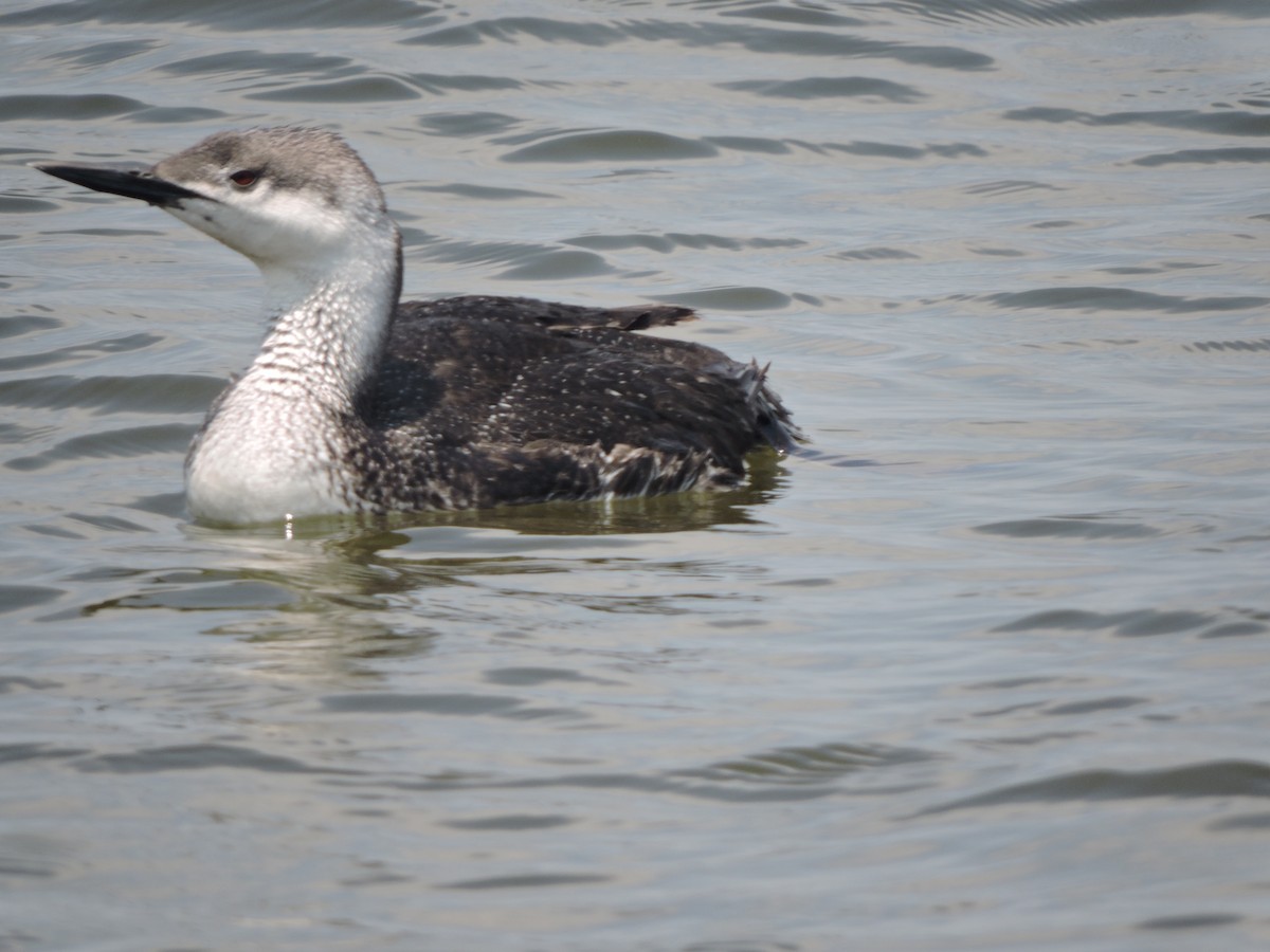 Red-throated Loon - ML61291041