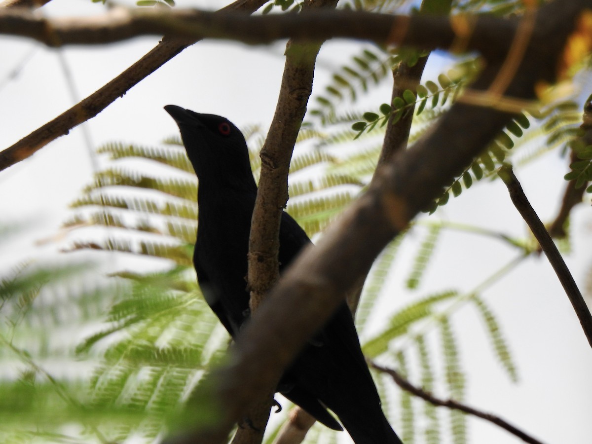 Asian Glossy Starling - ML612910426