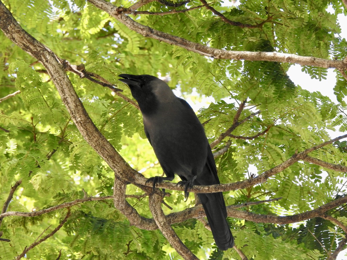 House Crow - ML612910428