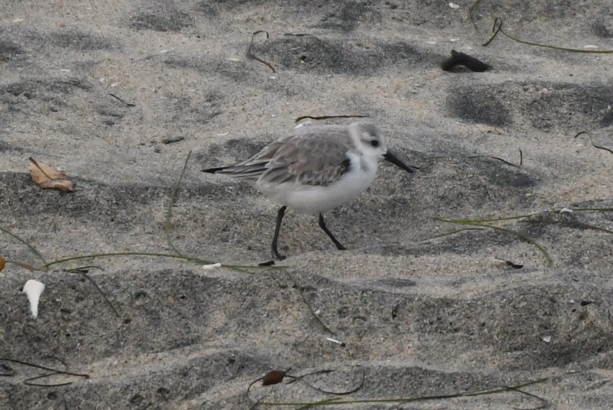 Sanderling - Max Leibowitz