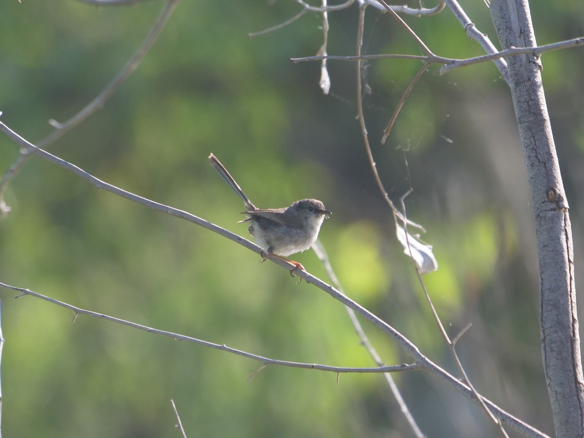 Superb Fairywren - ML612910444