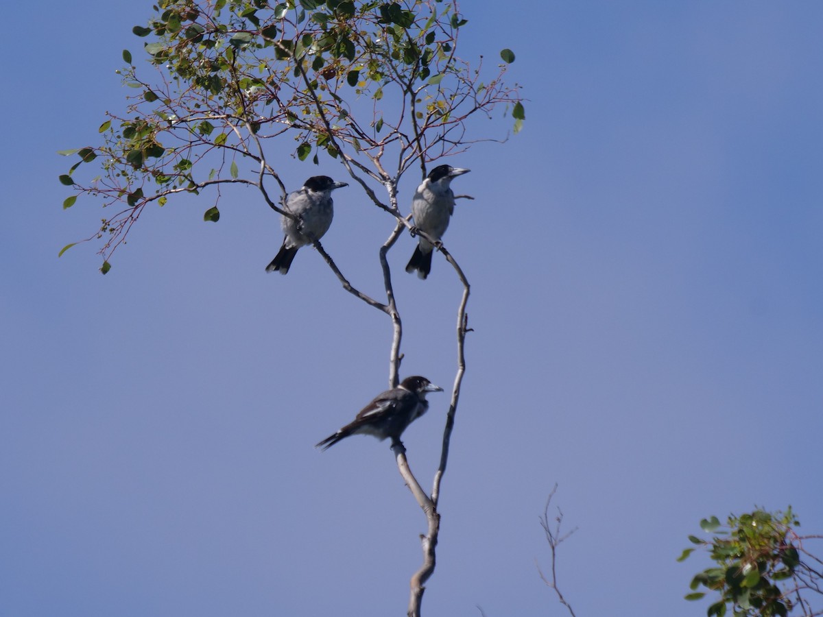 Gray Butcherbird - Frank Coman