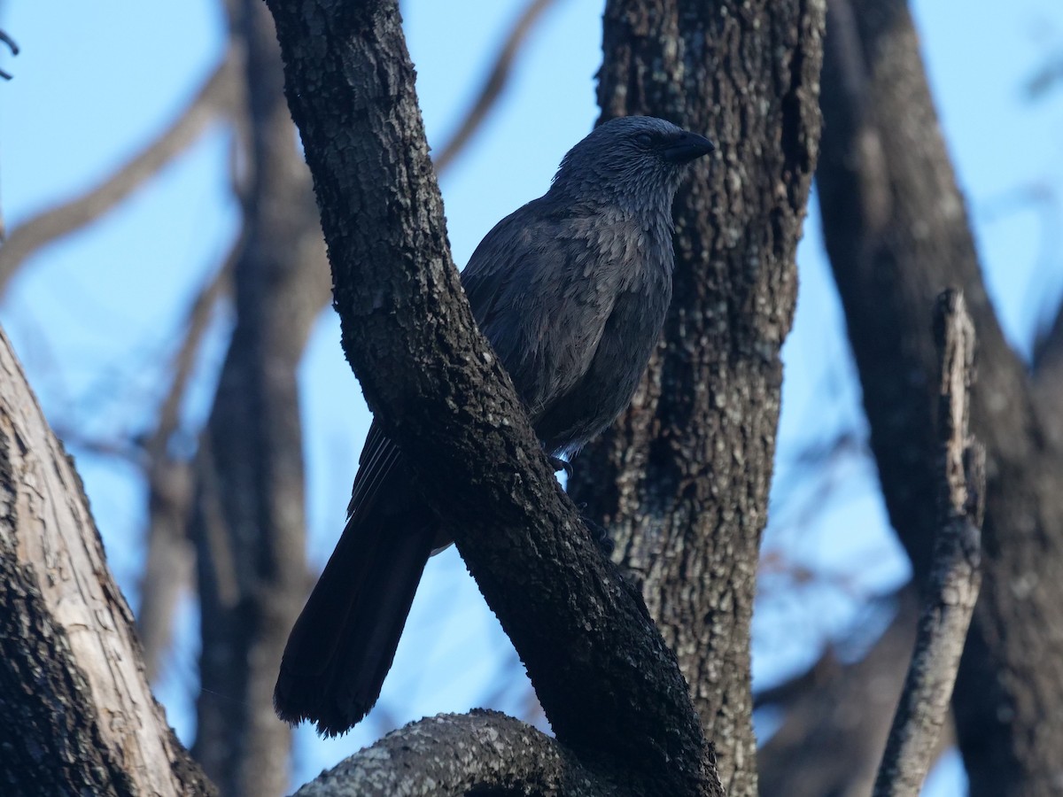 Apostlebird - ML612910454