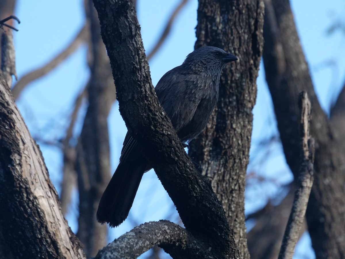 Apostlebird - ML612910455