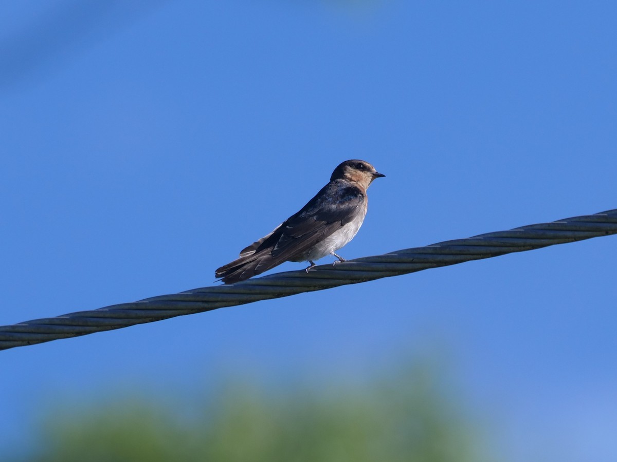 Golondrina Australiana - ML612910456