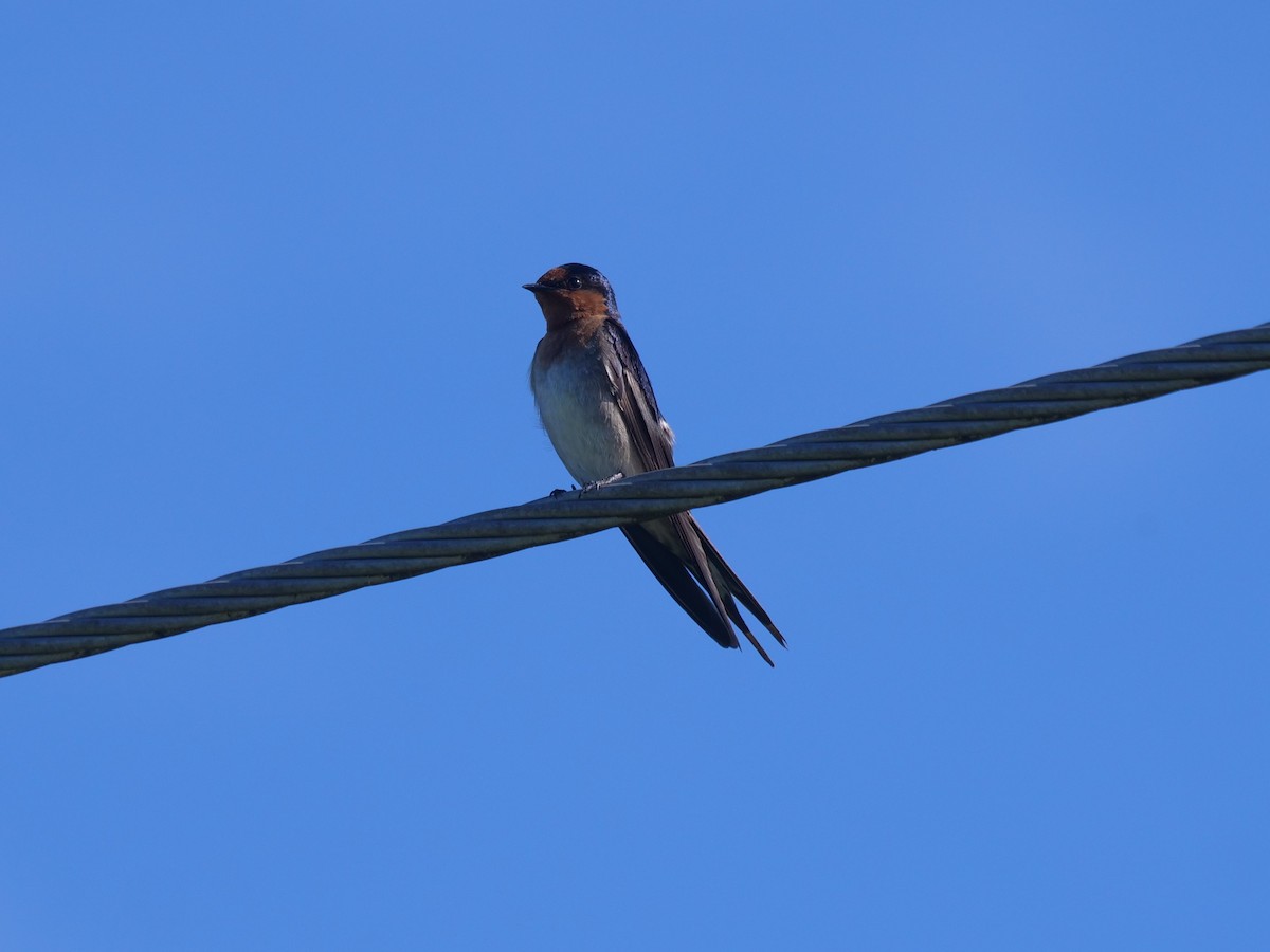 Golondrina Australiana - ML612910457