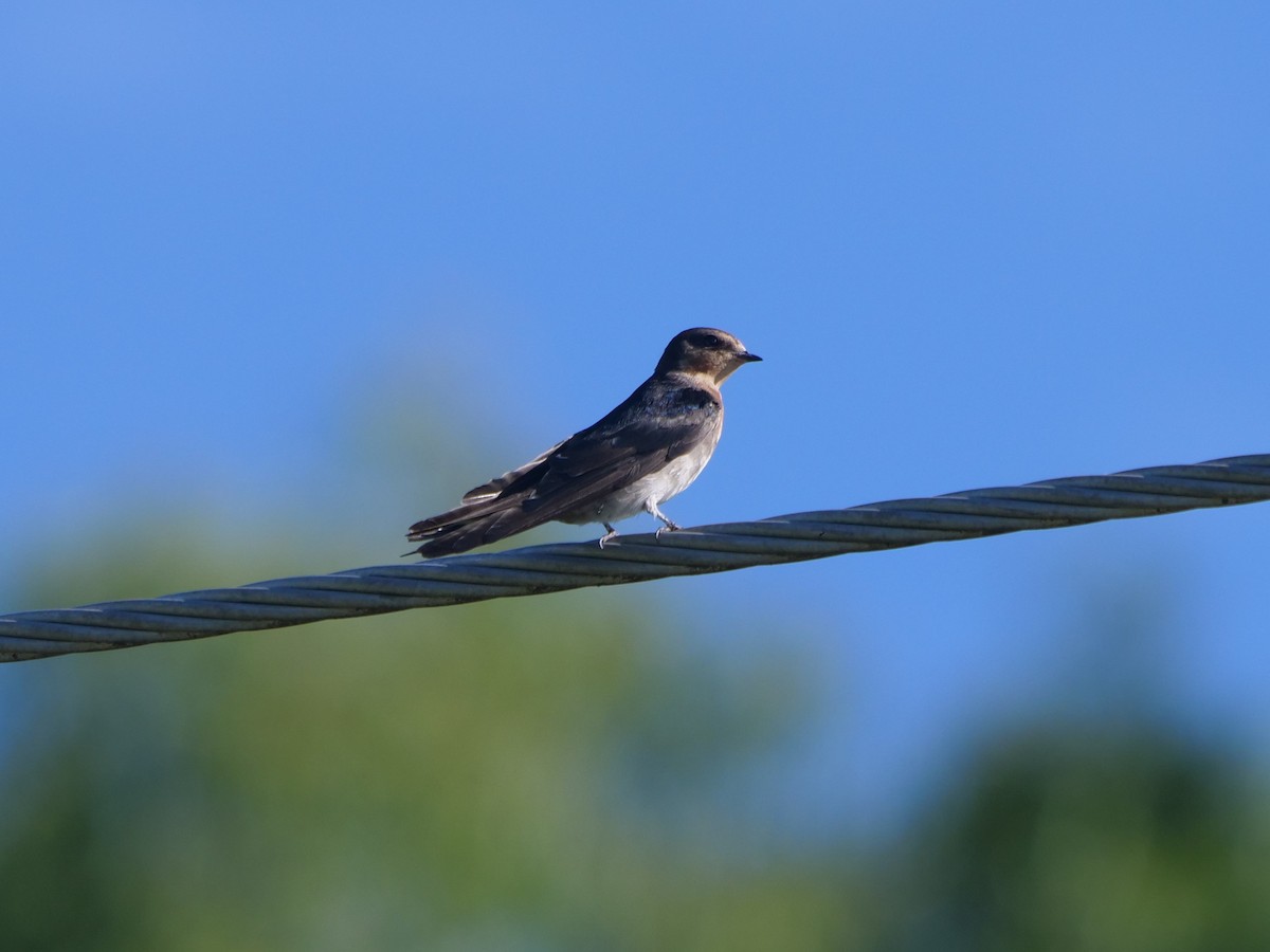 Hirondelle messagère - ML612910458