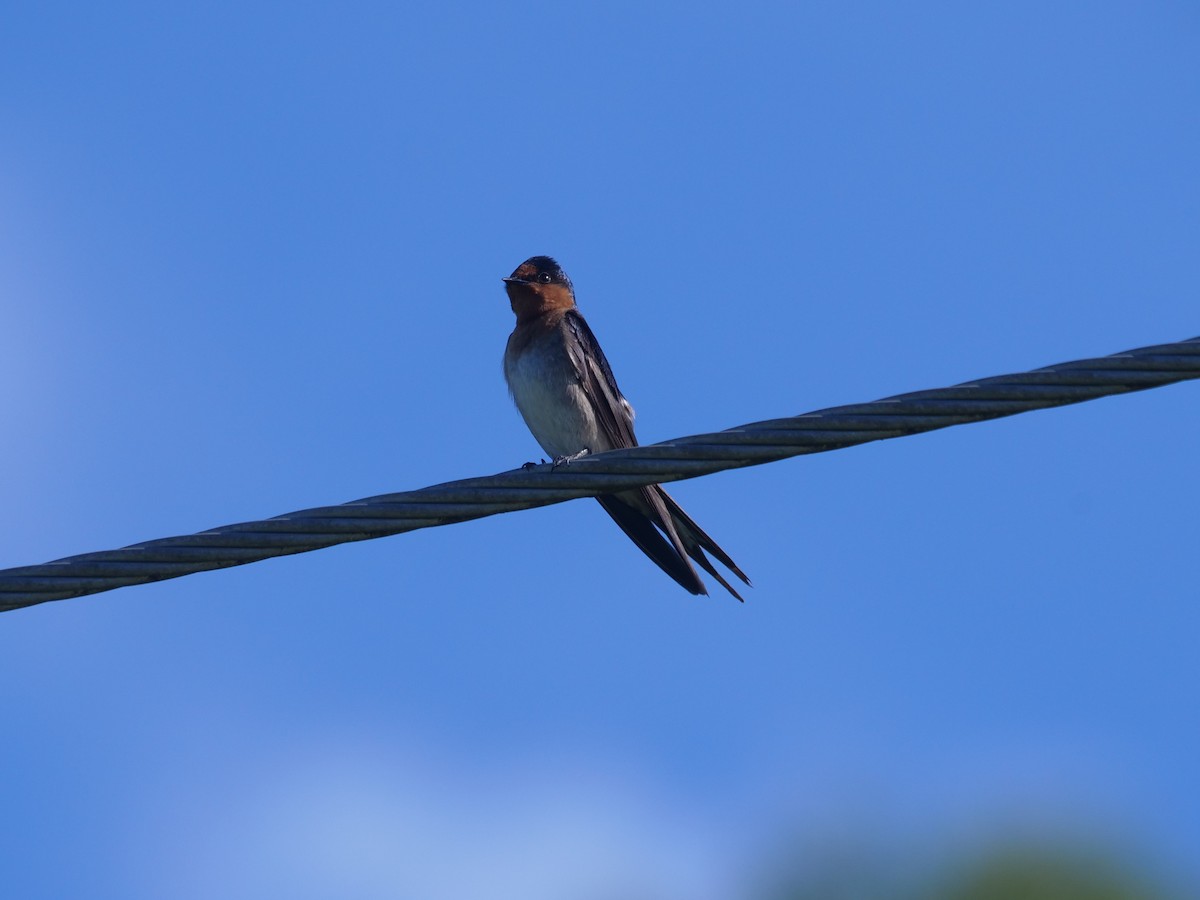 Golondrina Australiana - ML612910459