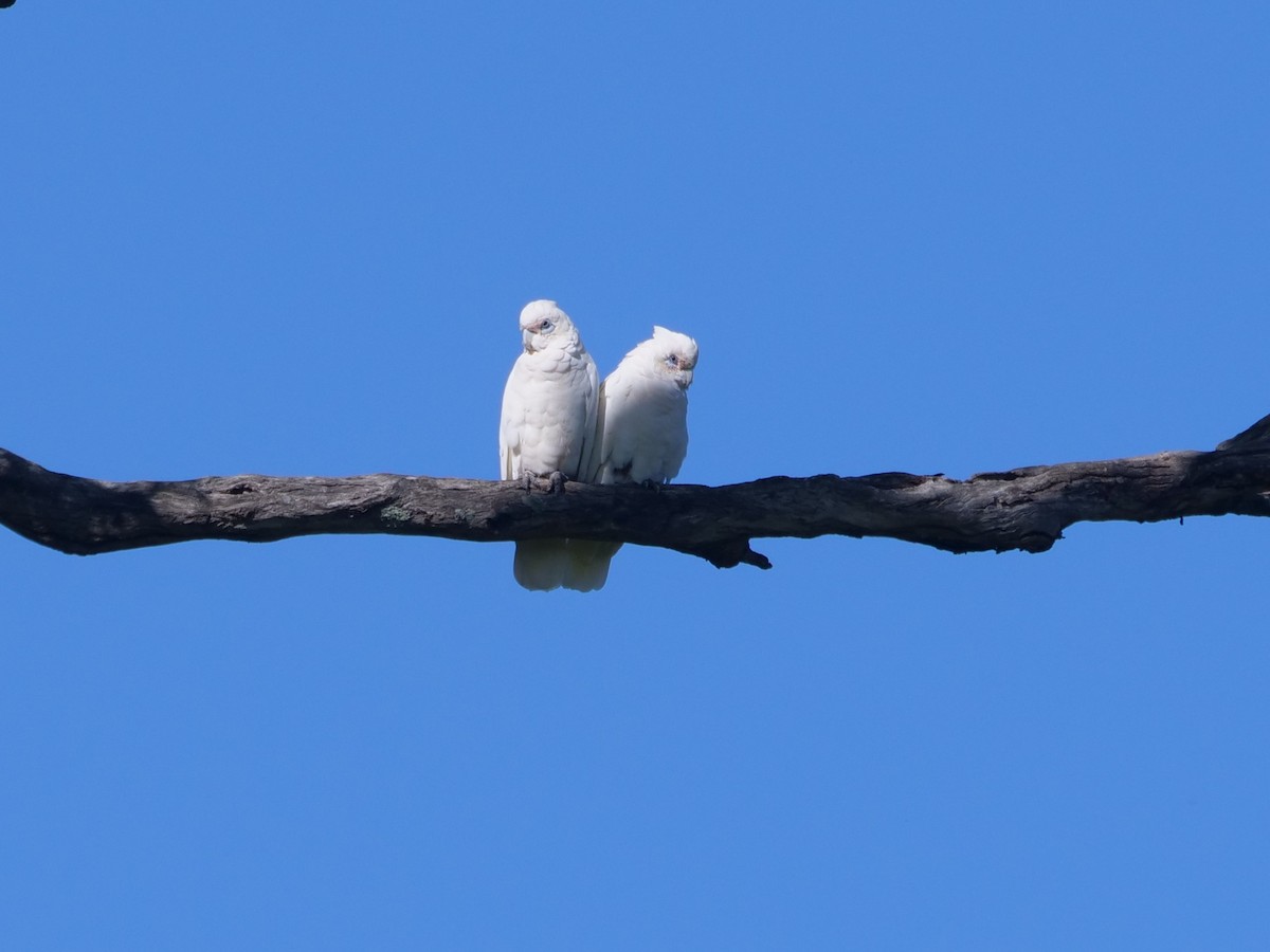 Cacatúa Sanguínea - ML612910467