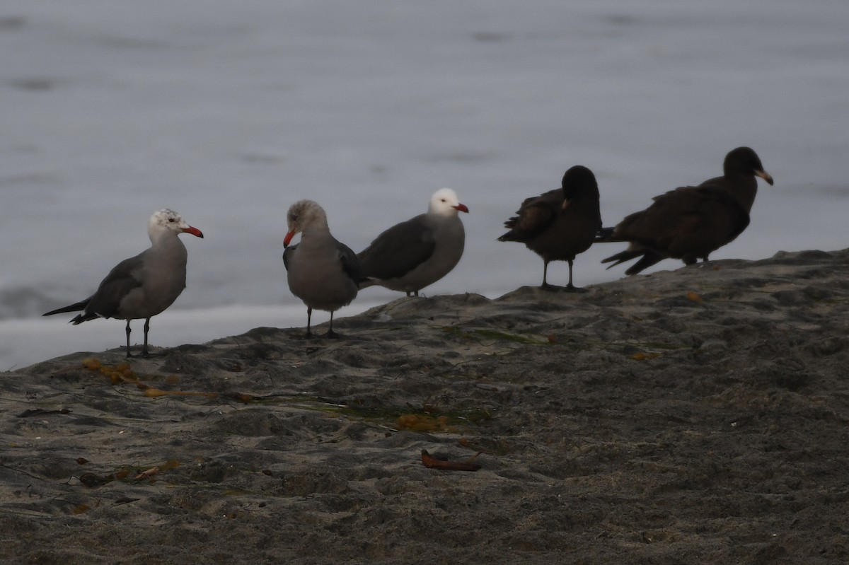 Heermann's Gull - ML612910472