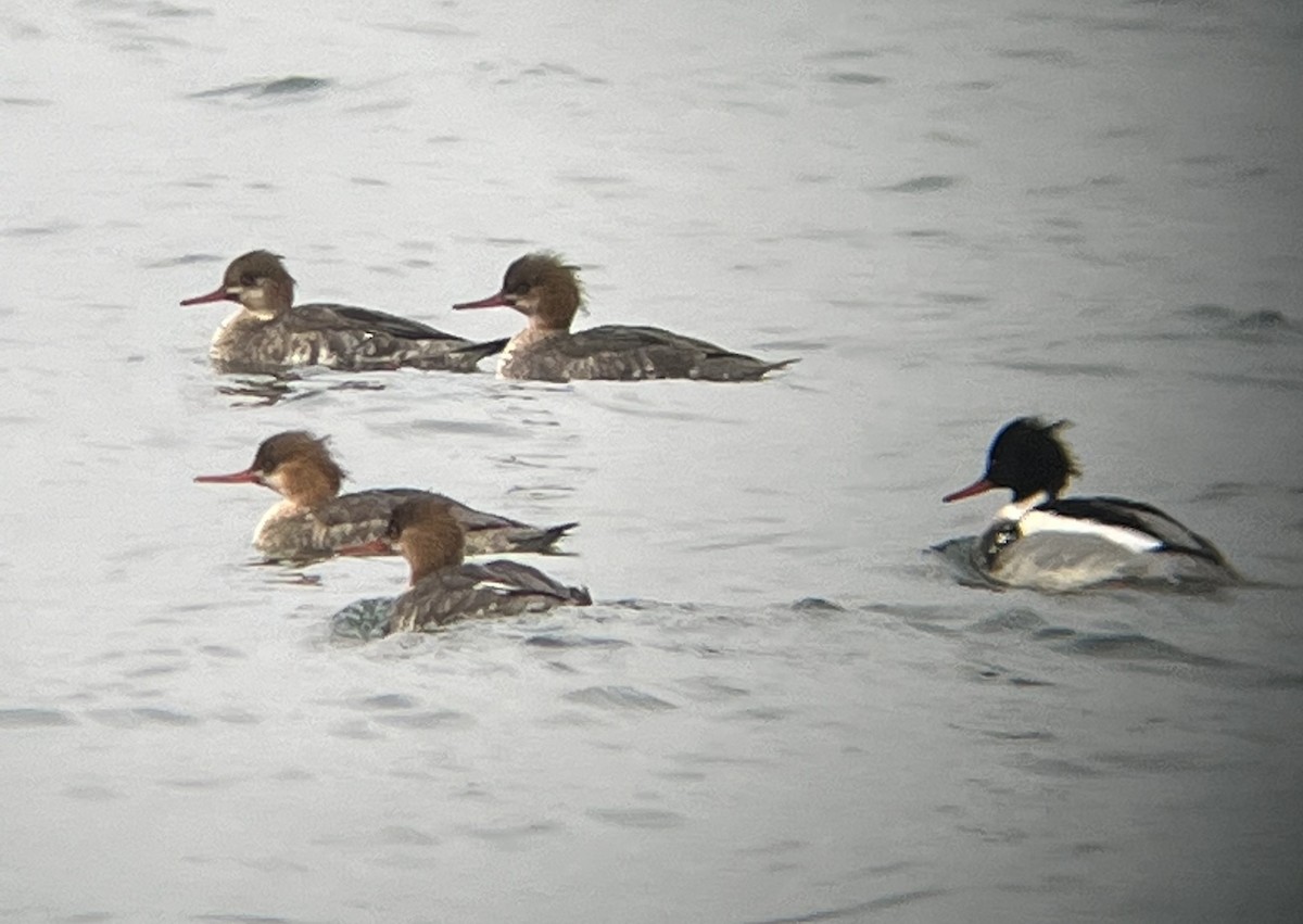 Red-breasted Merganser - ML612910478