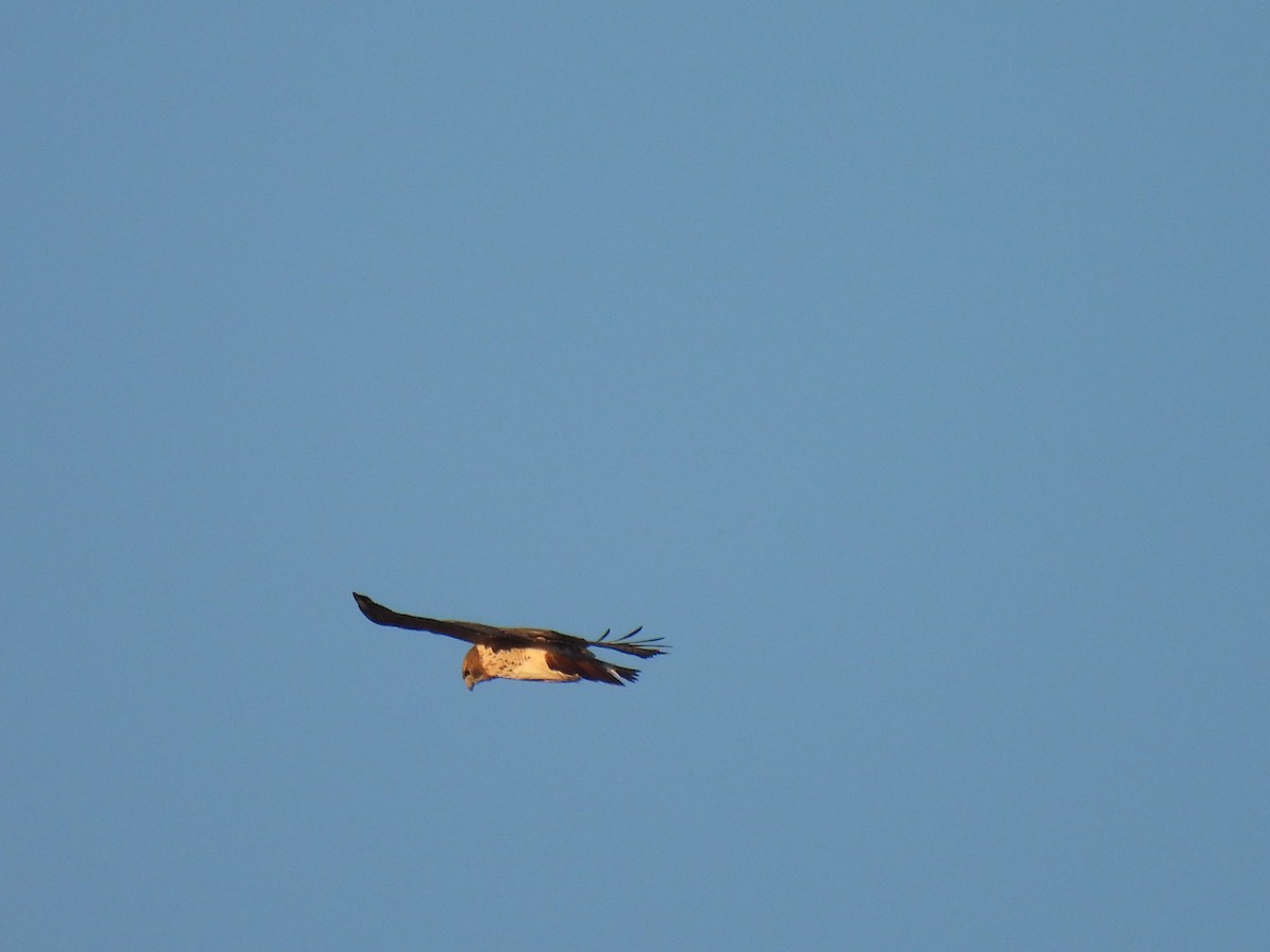 Red-tailed Hawk - Mahathi Narayanaswamy