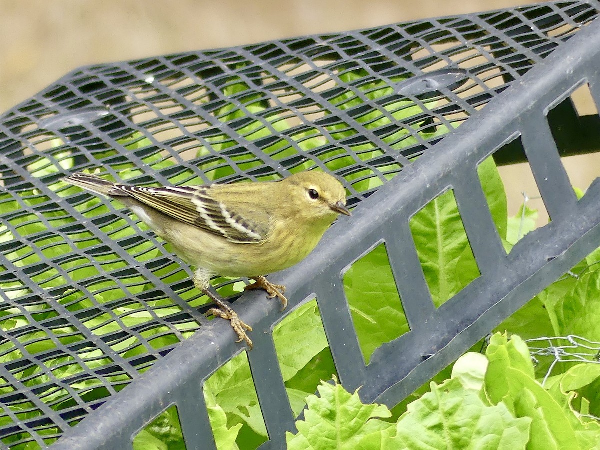 Paruline rayée - ML612910547