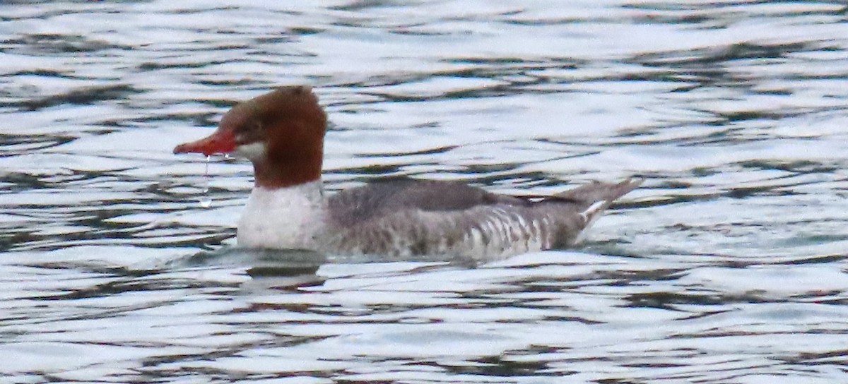 Common Merganser - ML612910730