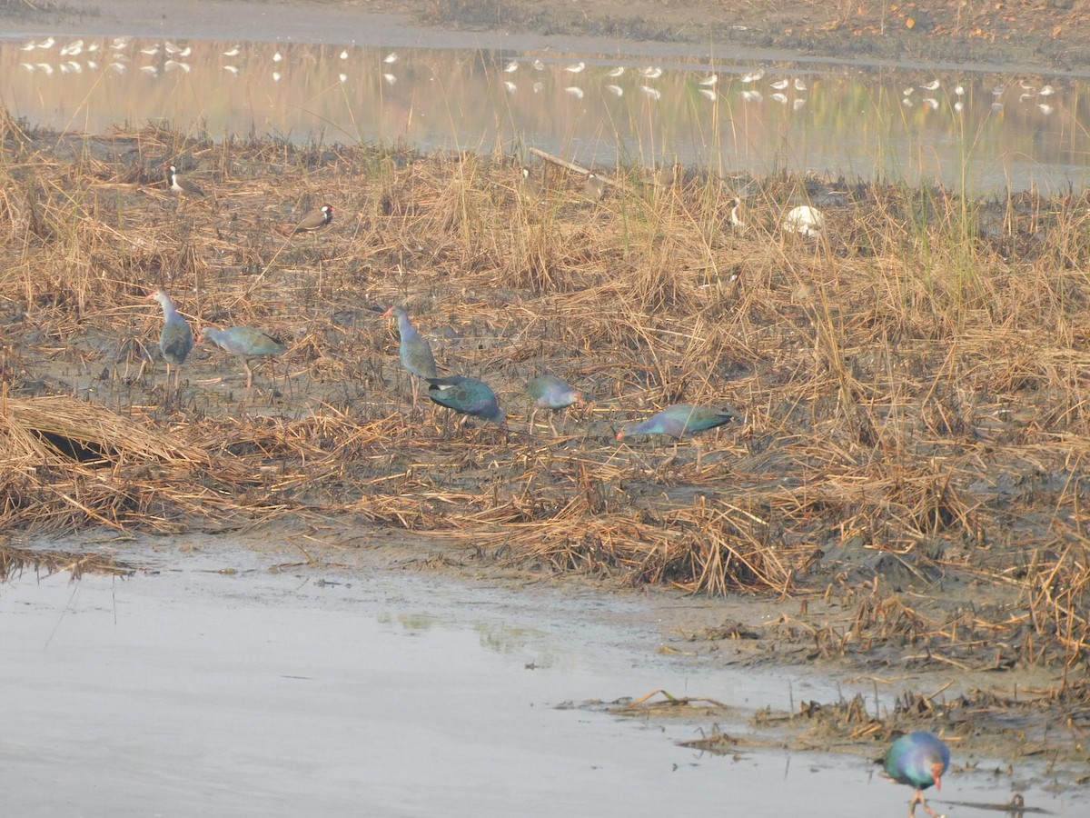 Gray-headed Swamphen - ML612910867