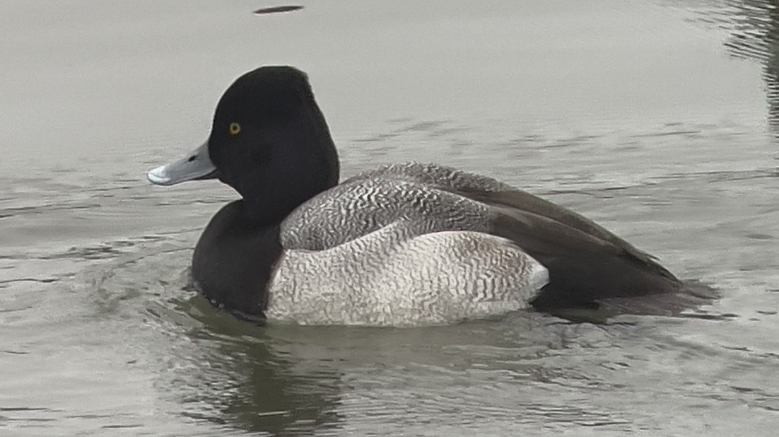 Lesser Scaup - ML612910873