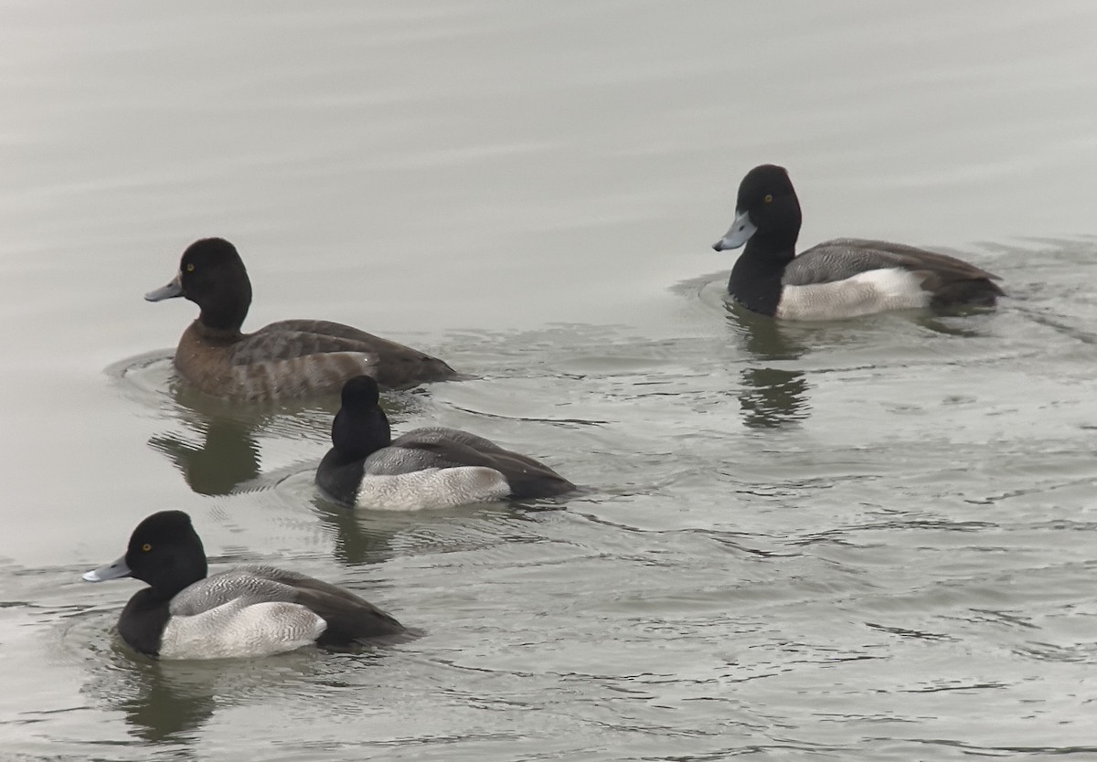 Lesser Scaup - ML612910874