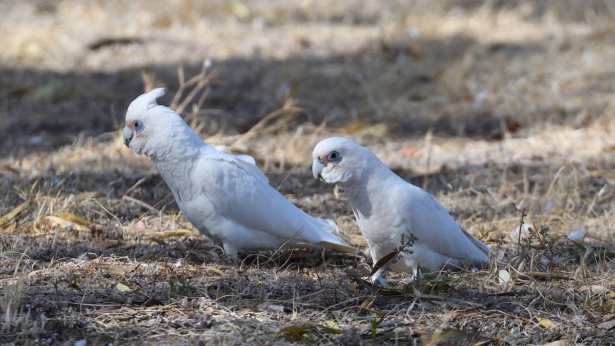 Cacatúa Sanguínea - ML612910884