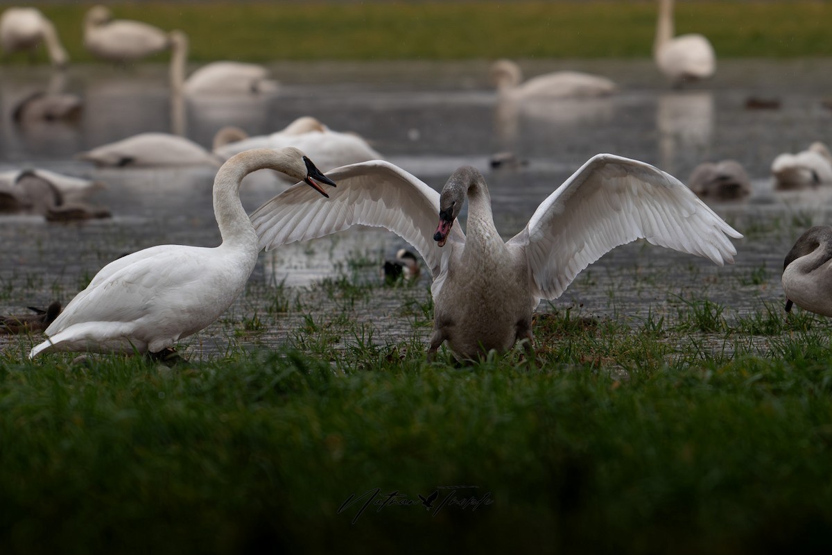 Trumpeter Swan - ML612910893