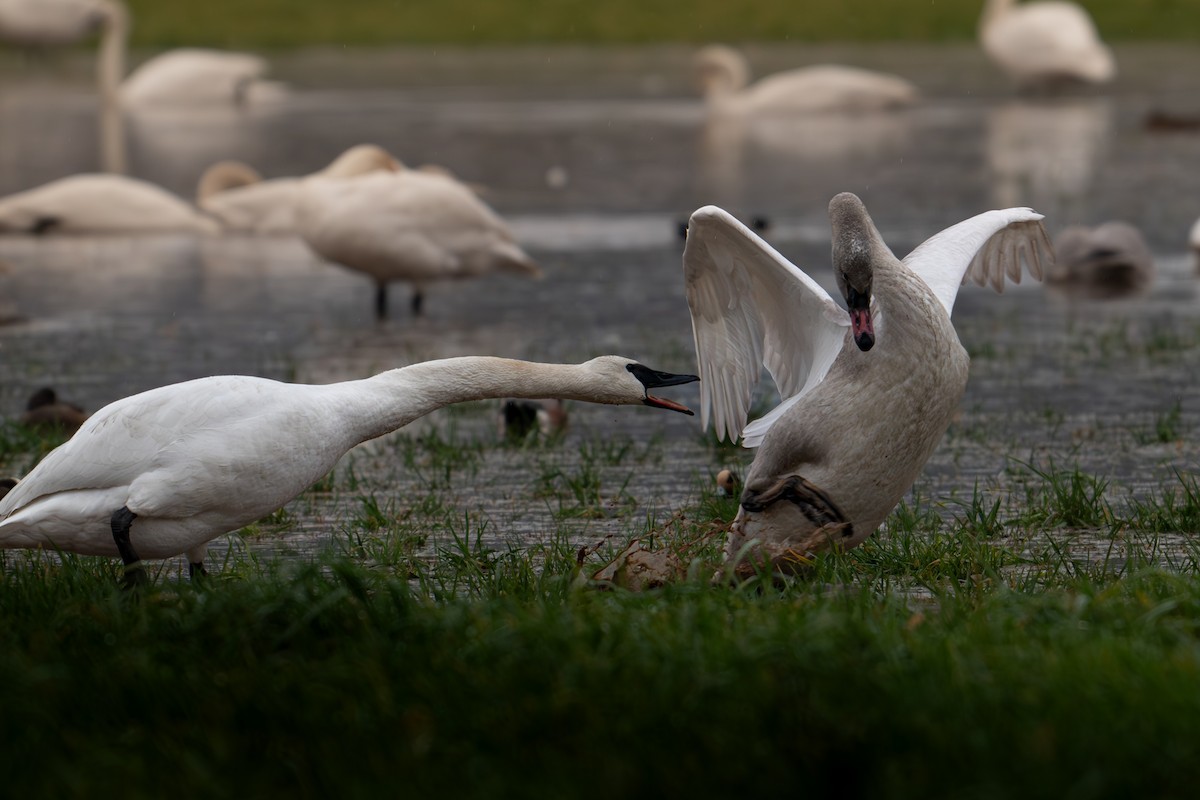 Trumpeter Swan - ML612910894