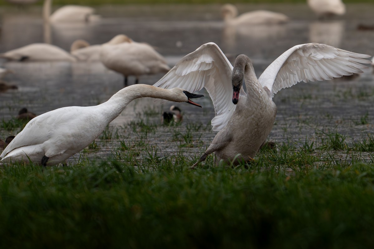 Trumpeter Swan - ML612910895