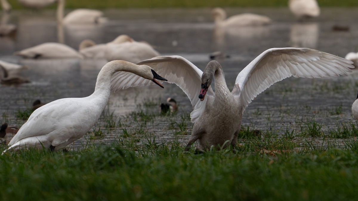 Trumpeter Swan - ML612910896