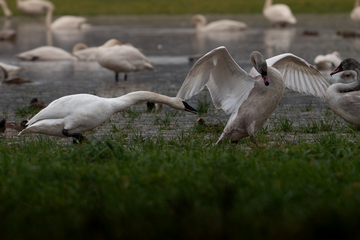 Trumpeter Swan - ML612910897