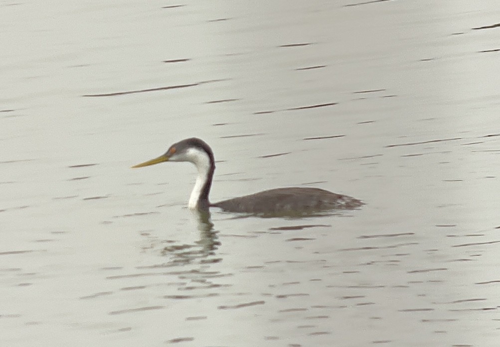 Western Grebe - ML612910901