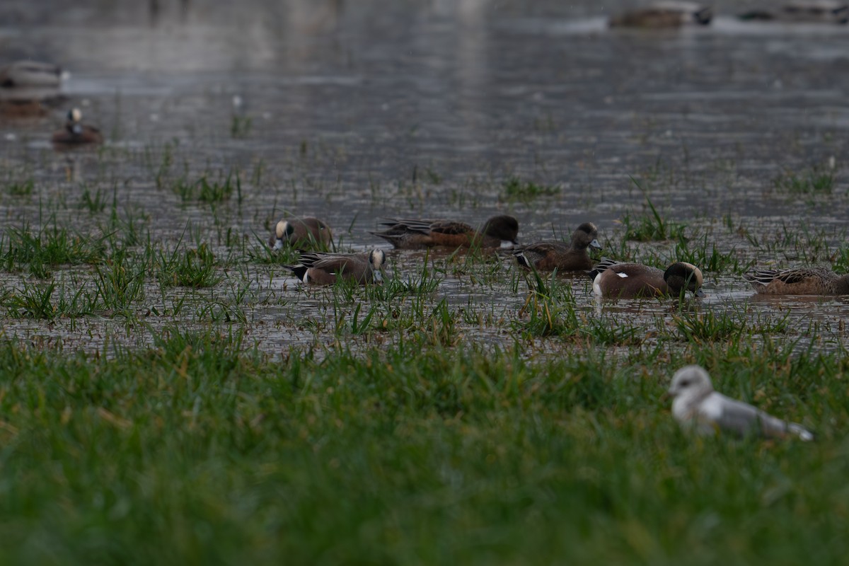 American Wigeon - ML612910907