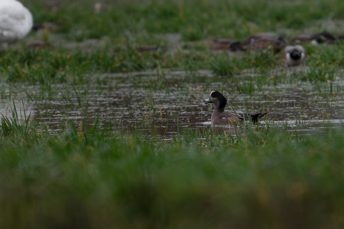 American Wigeon - ML612910908