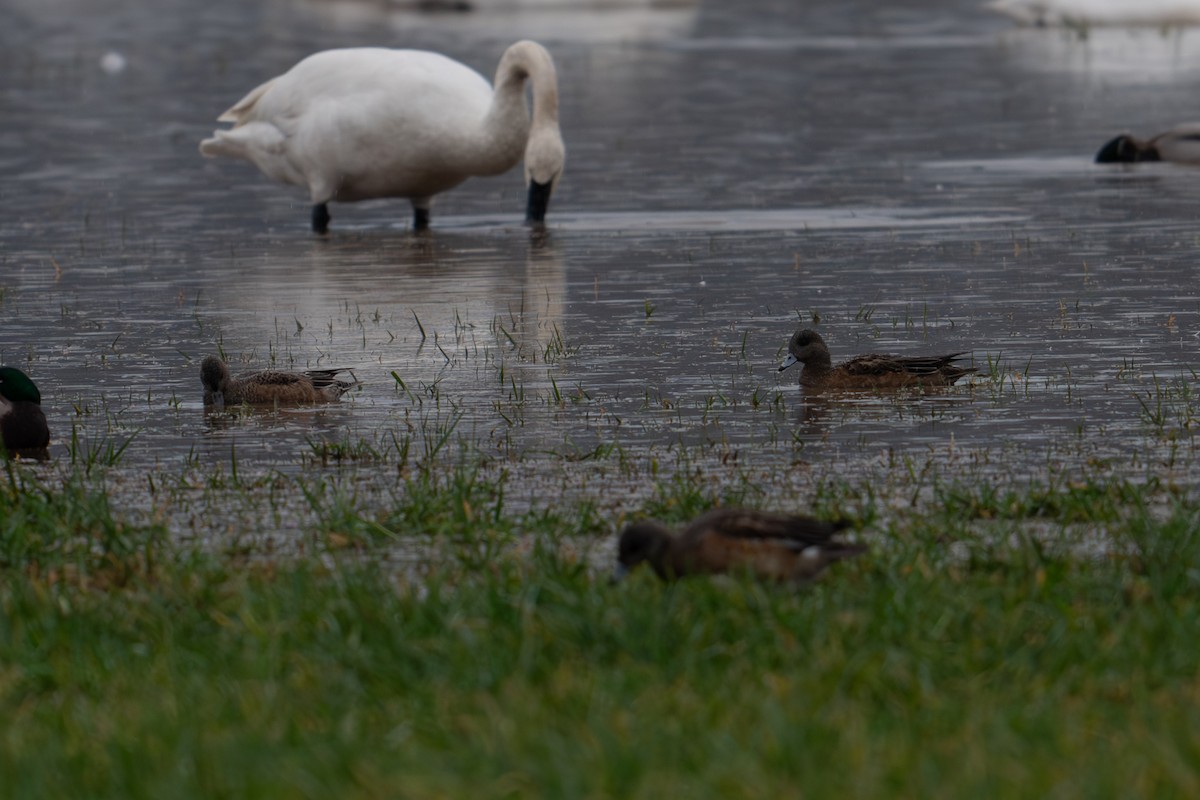 American Wigeon - ML612910909