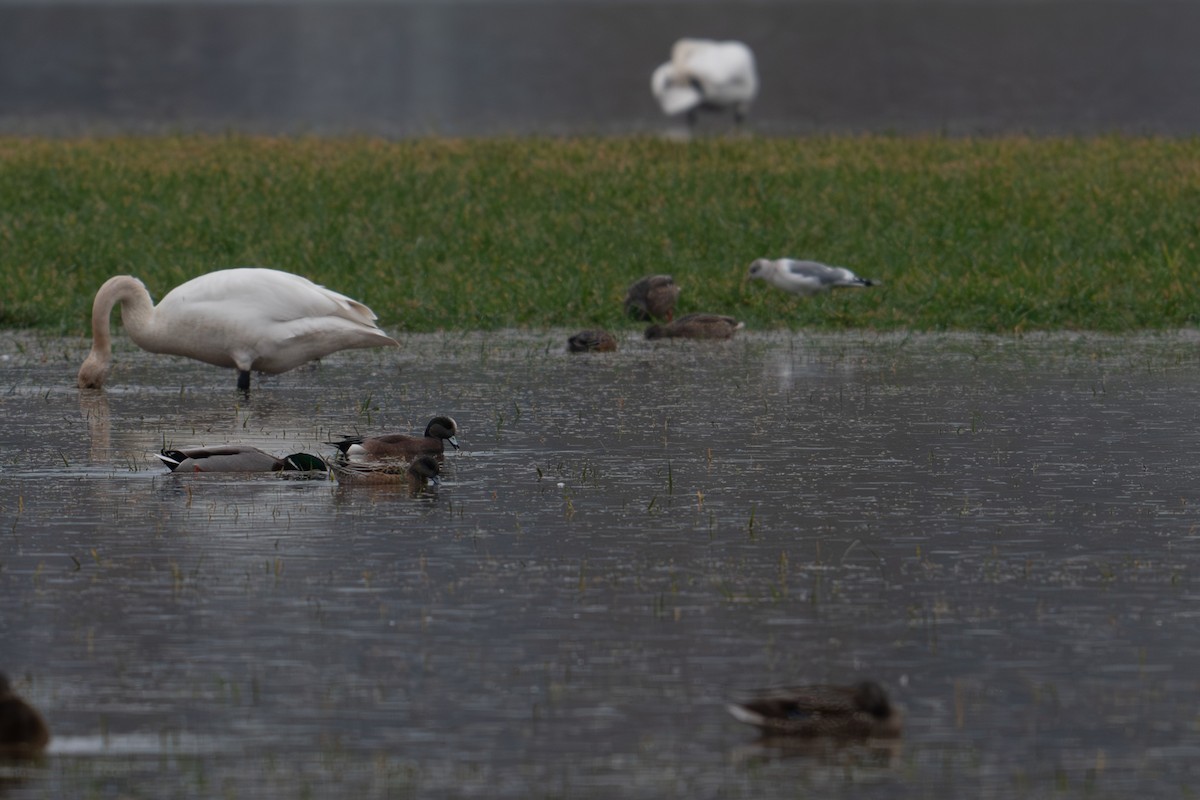 American Wigeon - ML612910910