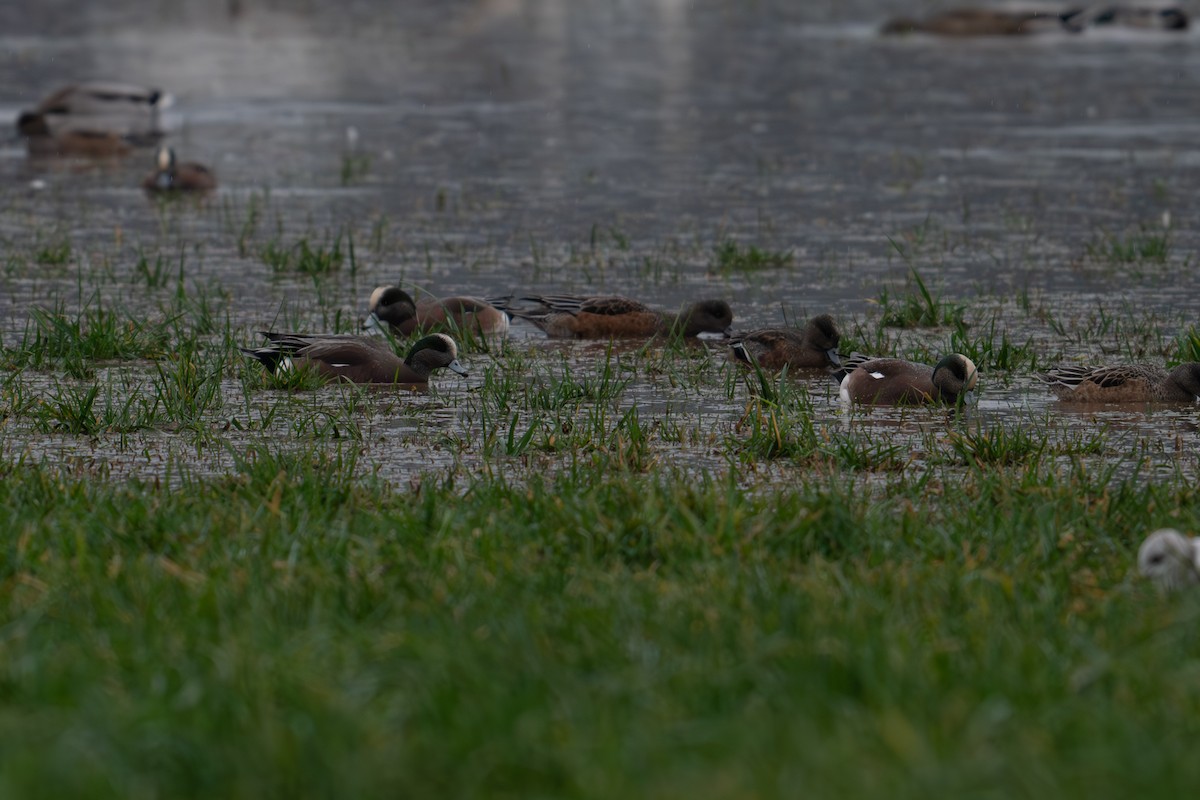 American Wigeon - ML612910911