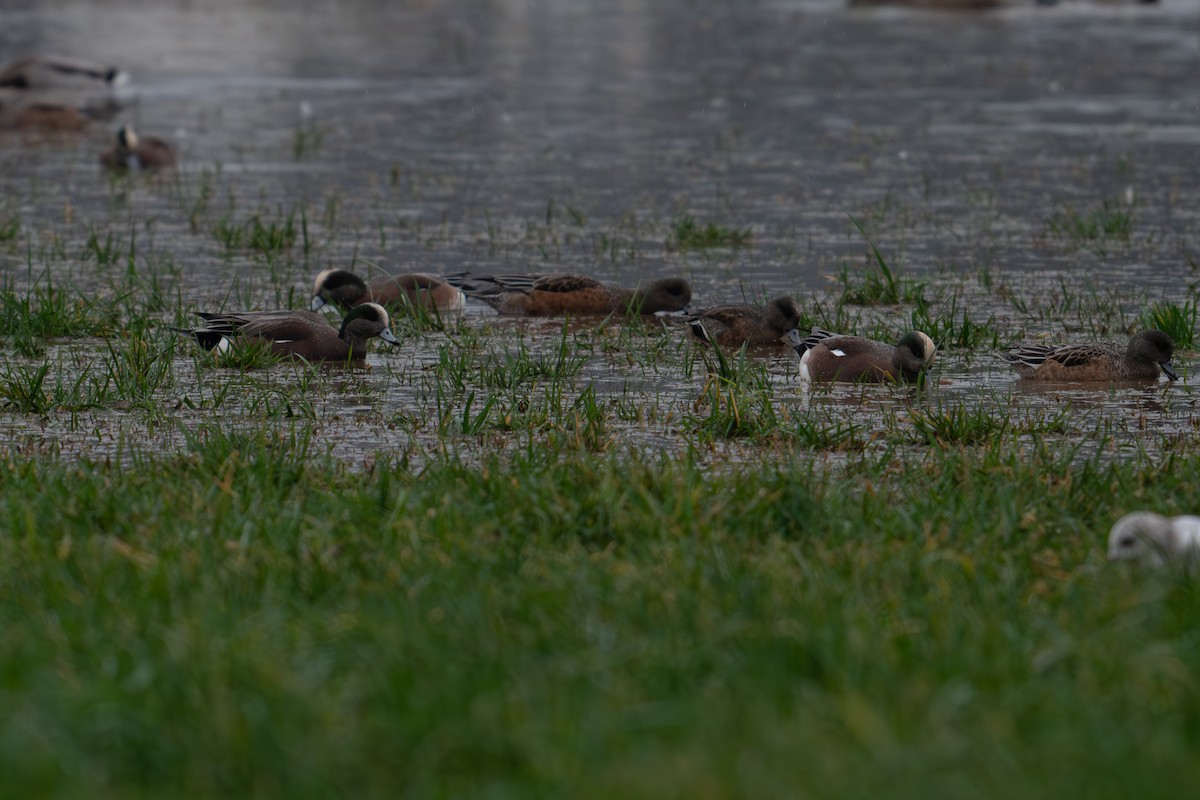 American Wigeon - ML612910912