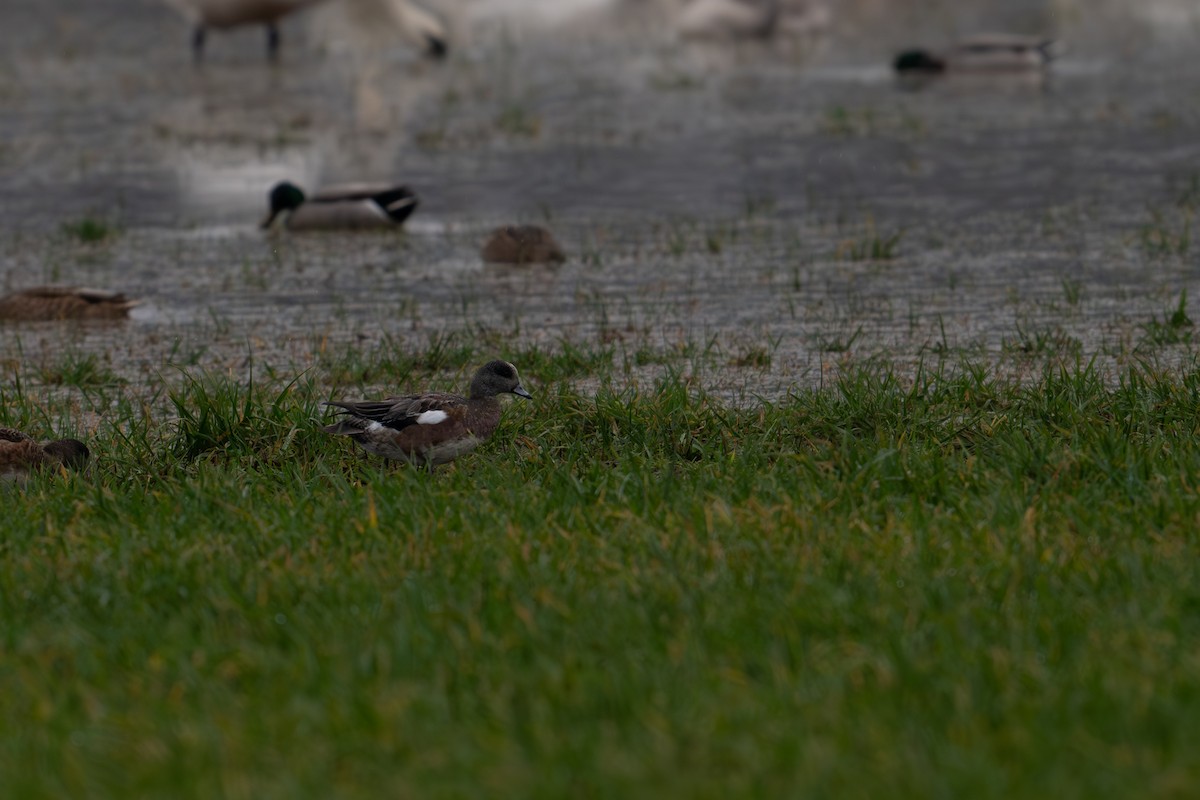 American Wigeon - ML612910913