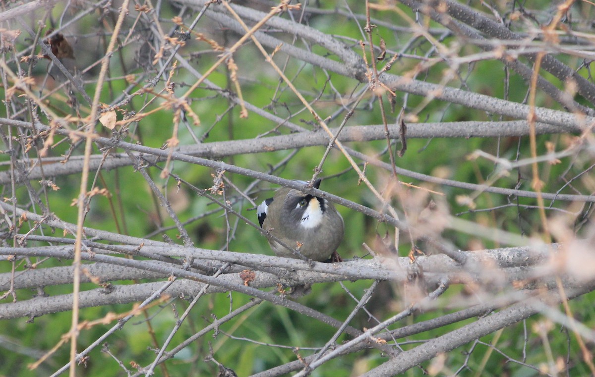 Variegated Laughingthrush - ML612910920