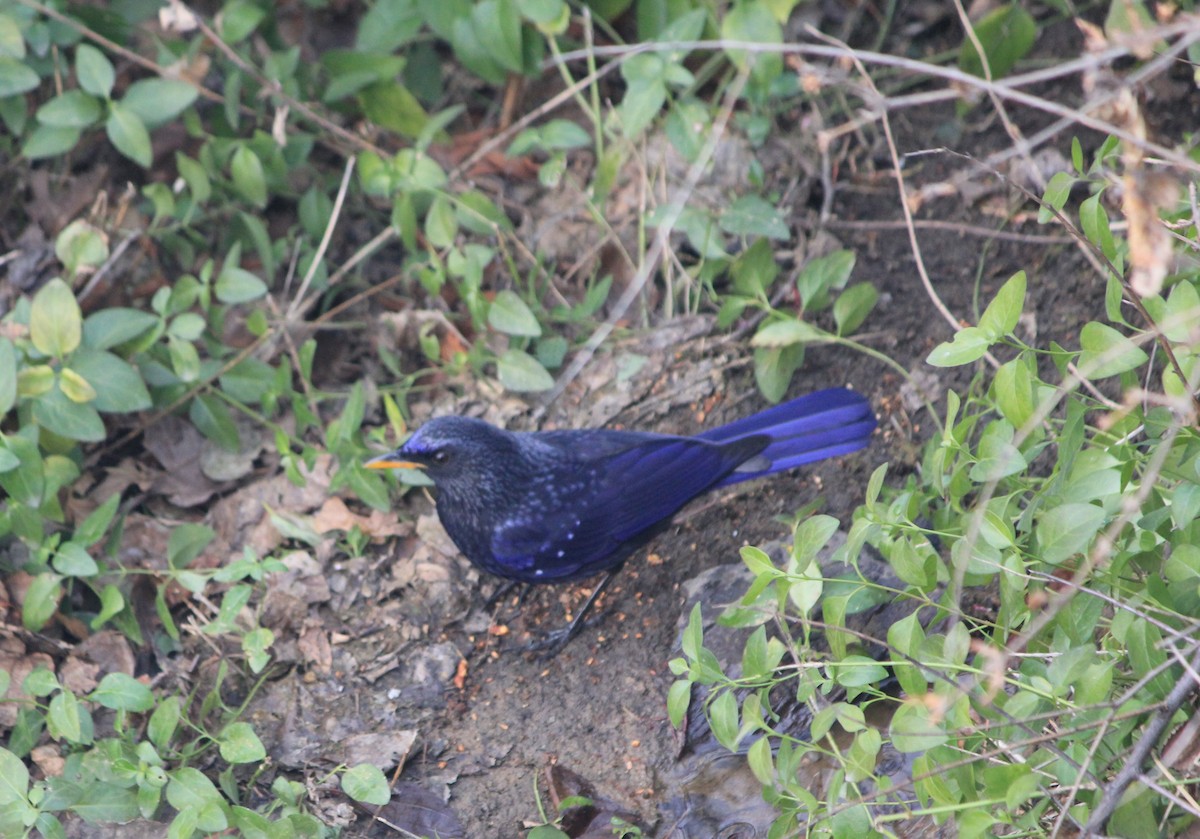 Blue Whistling-Thrush - ML612910955