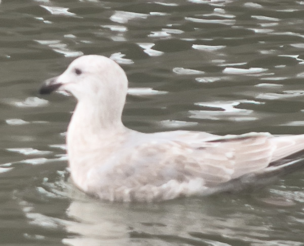 Glaucous-winged Gull - ML612910990