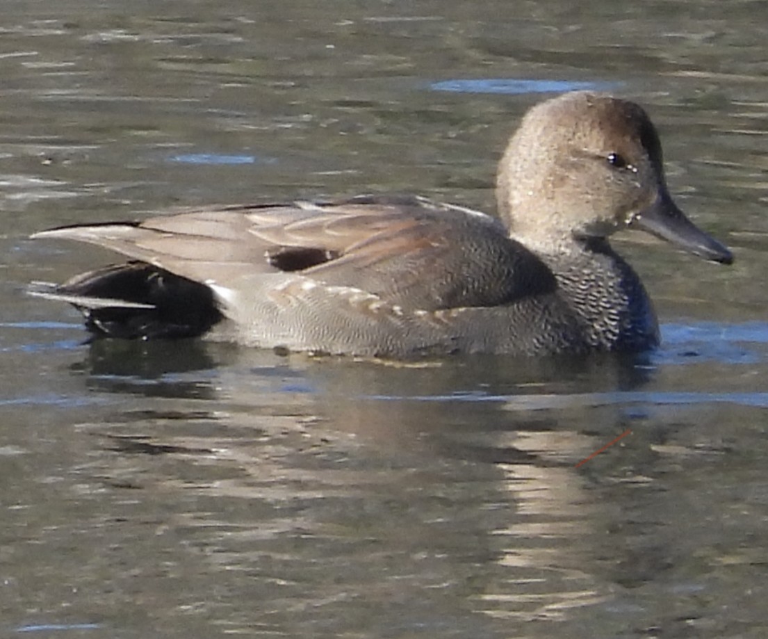 Gadwall - ML612911021