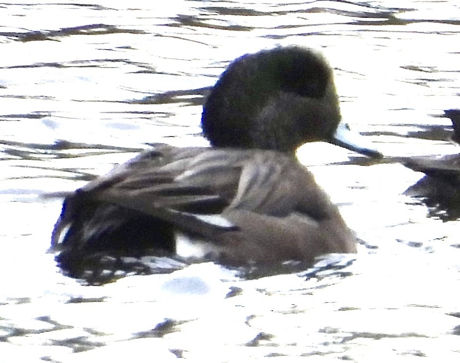 American Wigeon - ML612911026