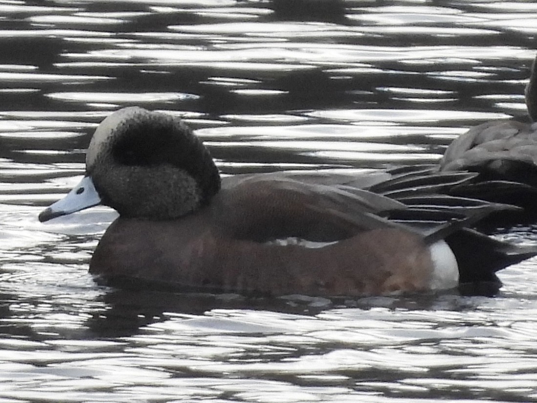 American Wigeon - ML612911028