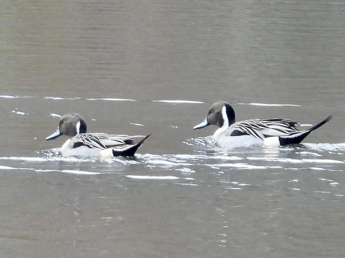 Northern Pintail - ML612911031