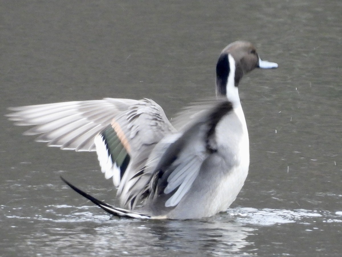 Northern Pintail - Stella Miller