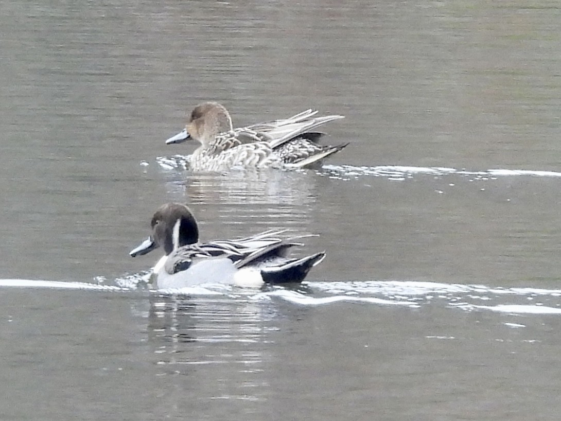 Northern Pintail - Stella Miller