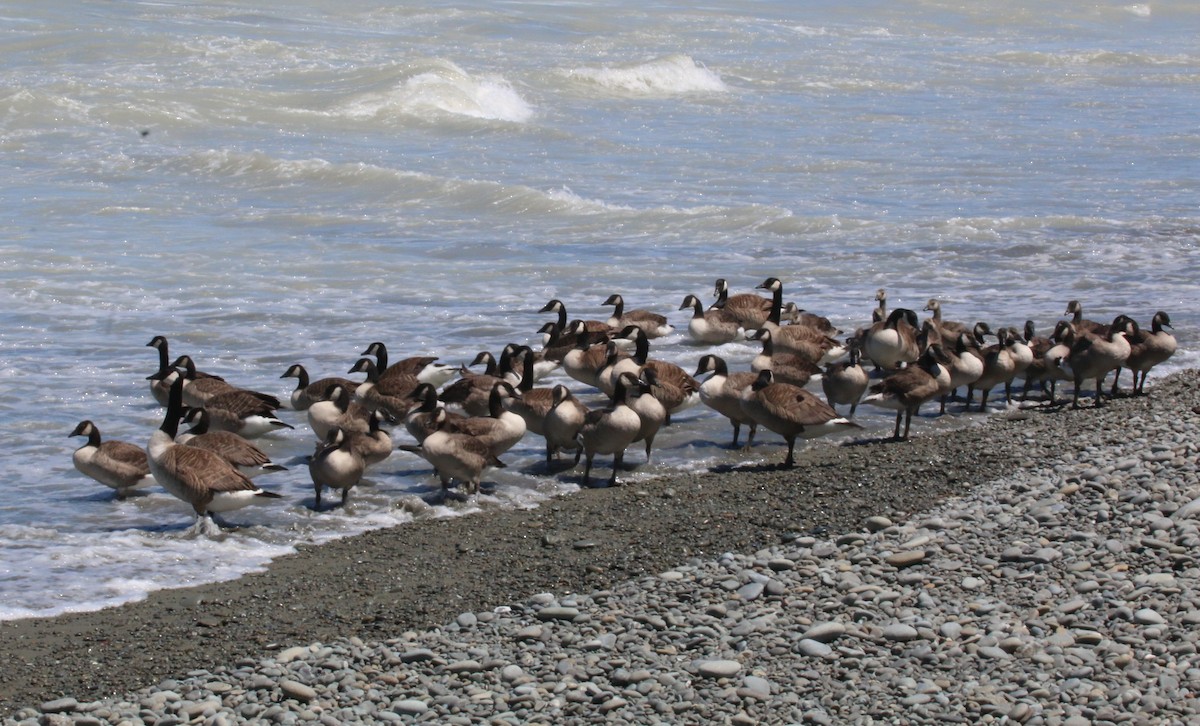 Canada Goose - Don Geddes