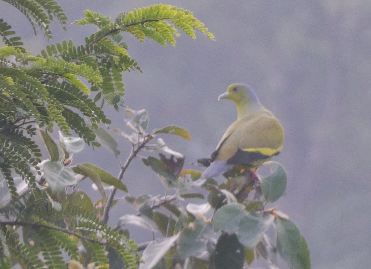 Orange-breasted Green-Pigeon - ML612911064